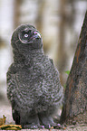 Great Grey Owl