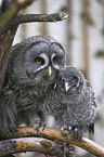 Great Grey Owl