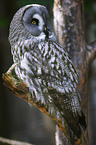 Great Grey Owl