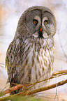 great grey owl