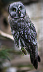 great grey owl