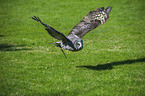 great grey owl Bird Park Marlow