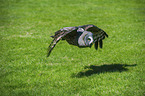 great grey owl Bird Park Marlow