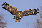 great grey owl