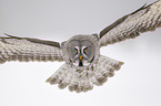 great grey owl