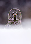 great grey owl