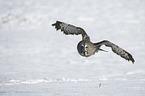 great grey owl