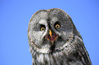great grey owl