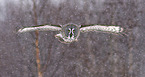 great grey owl