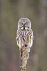 great grey owl