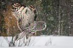 great grey owl