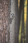 great grey owl