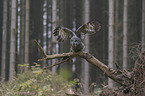 great grey owl