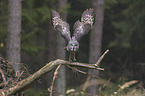 great grey owl