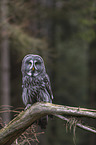 great grey owl