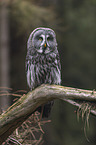 great grey owl