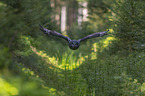 great grey owl