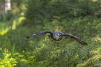 great grey owl