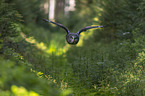 great grey owl