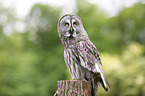 sitting Great Grey Owl