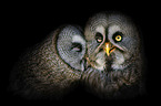 Great Grey Owl portrait