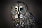 Great Grey Owl portrait