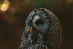 great grey owl