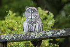 great grey owl