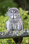 great grey owl