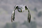 great grey owl