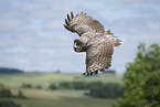great grey owl