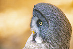 Great grey owl