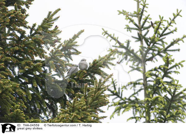 Nrdliche Raubwrger / great grey shrikes / THA-04559