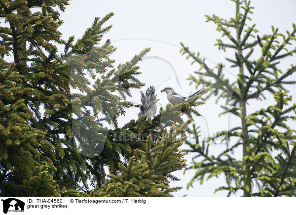 great grey shrikes / THA-04560