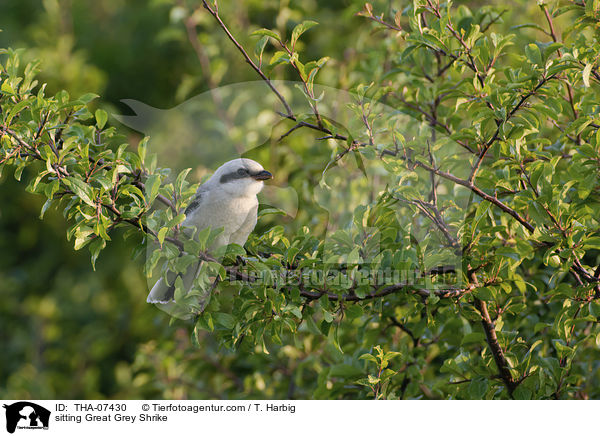 sitzender Nrdliche Raubwrger / sitting Great Grey Shrike / THA-07430