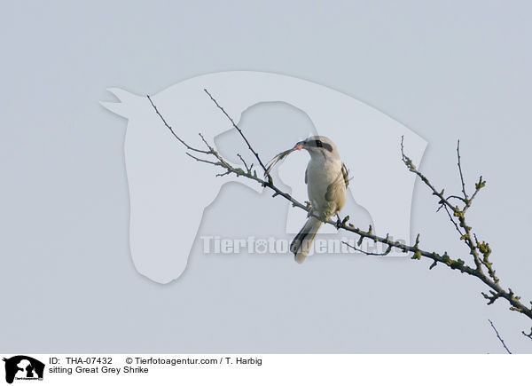 sitzender Nrdliche Raubwrger / sitting Great Grey Shrike / THA-07432