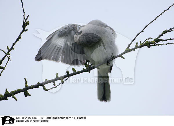 sitzender Nrdliche Raubwrger / sitting Great Grey Shrike / THA-07436