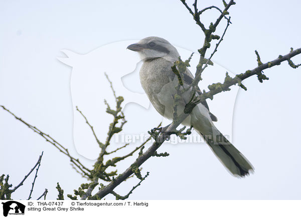 sitting Great Grey Shrike / THA-07437