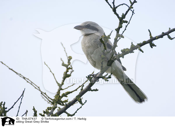 sitzender Nrdliche Raubwrger / sitting Great Grey Shrike / THA-07437