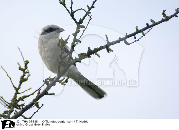 sitting Great Grey Shrike / THA-07438