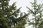 great grey shrikes