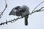 sitting Great Grey Shrike