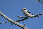 sitting Great Grey Shrike