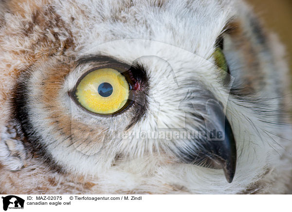 Kanadischer Uhu / canadian eagle owl / MAZ-02075
