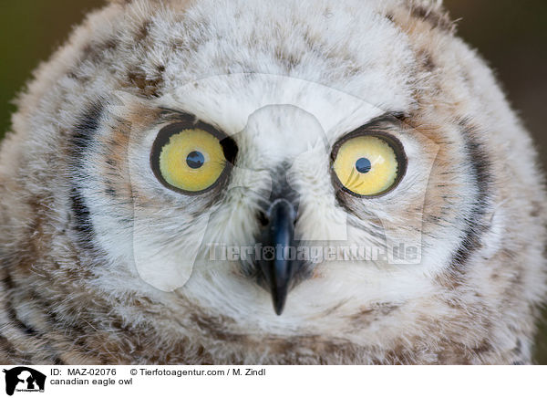 canadian eagle owl / MAZ-02076