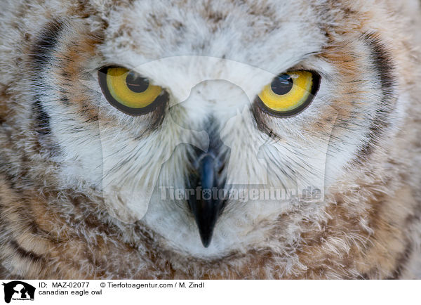 Kanadischer Uhu / canadian eagle owl / MAZ-02077