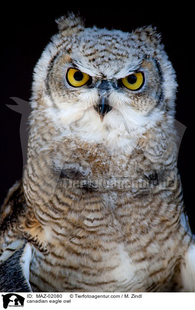 Kanadischer Uhu / canadian eagle owl / MAZ-02080