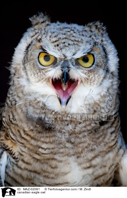 Kanadischer Uhu / canadian eagle owl / MAZ-02081