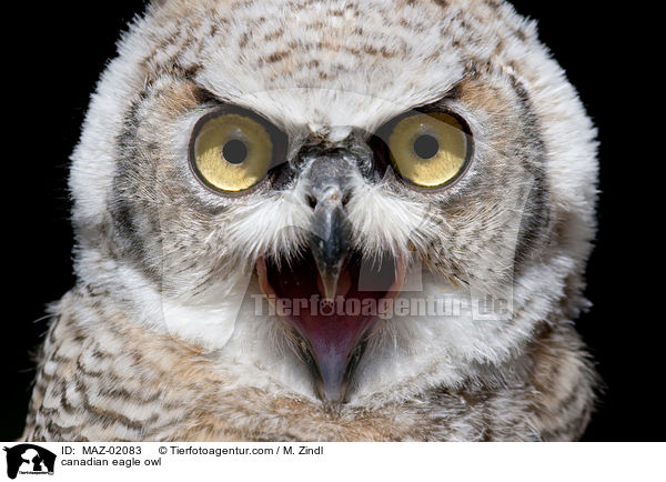 canadian eagle owl / MAZ-02083