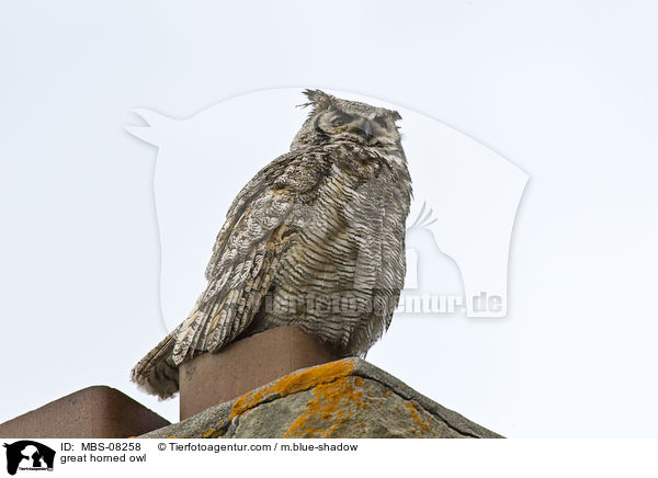 Virginia-Uhu / great horned owl / MBS-08258